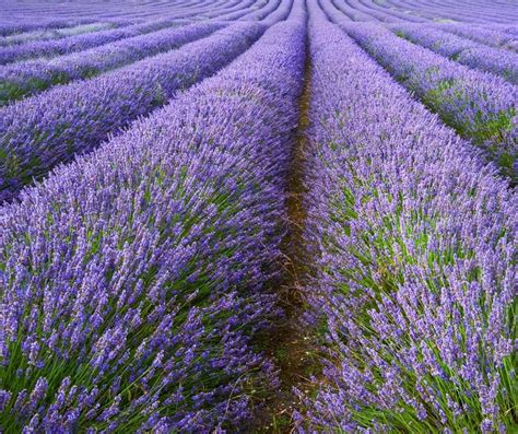 20-25 lbs of fresh lavender is anywhere from 6-12 full lavender plants depending on the variety, age, and health of the plant. . Where to sell lavender commercially